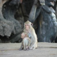 Monkeys' Family :: Ann Chase