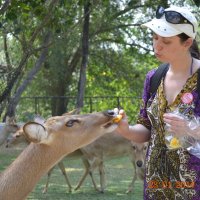 Олени в Тайландском зоопарке :: napastak napastak