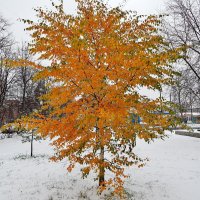 Берёзонька на снегу :: Валентина Пирогова
