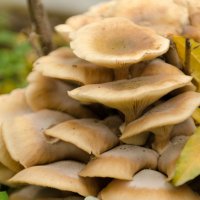 Осенние грибы :: Эхтирам Мамедов