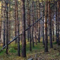 Ласковый лес. :: Дмитрий 