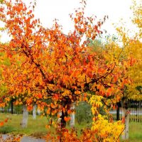 Золотая осень :: Нургали Алибаев