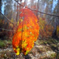 Последние краски осени. :: оксана савина