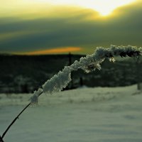 новогодний букет :: Сергей Куприенко