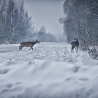 Зимняя сказка :: Ольга 