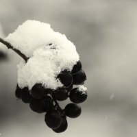 Ягоды в снегу :: Александра Козаева
