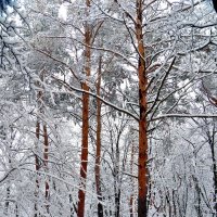 зимние сосны :: Виктор 