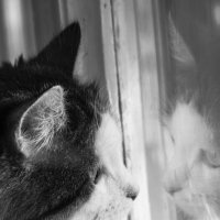 Видит ли кот свое отражение? :: Gleipneir Дария