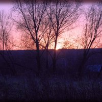 закат над лесом :: Юлия Денискина