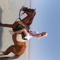 Arabian horse Lala :: lk. cvb
