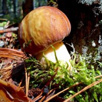 Белый гриб. :: оксана савина
