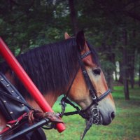 Лето пришло вместе с лошадкой! :: Татьяна Пилипушко