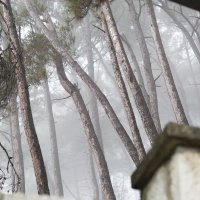 Утренний туман :: Надежда Абрамян