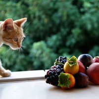 Кот и фрукты :: Larisa Ulanova
