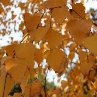 Осенние листья :: Ann Ny