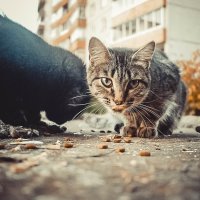 Уличные кошки :: Kristina Usanova