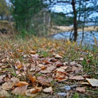 Маленькая осення жизнь :: Юлия Дмитриева