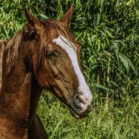 Портрет рыжей лошади. :: Валерий Изотов