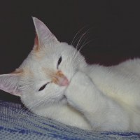 Улыбка кошки :: Ксения Слободина