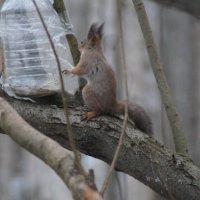 в нашем сказочном лесу :: григорий Будаш