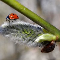 Будни божьей коровки. :: Владимир Васильев