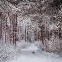 Зимний лес :: Станислав Любимов