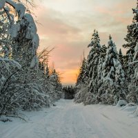 Северный лес :: Даниил Николаев