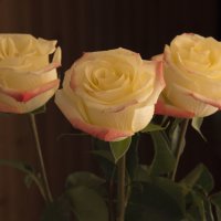 Кремовые розы :: Aнна Зарубина