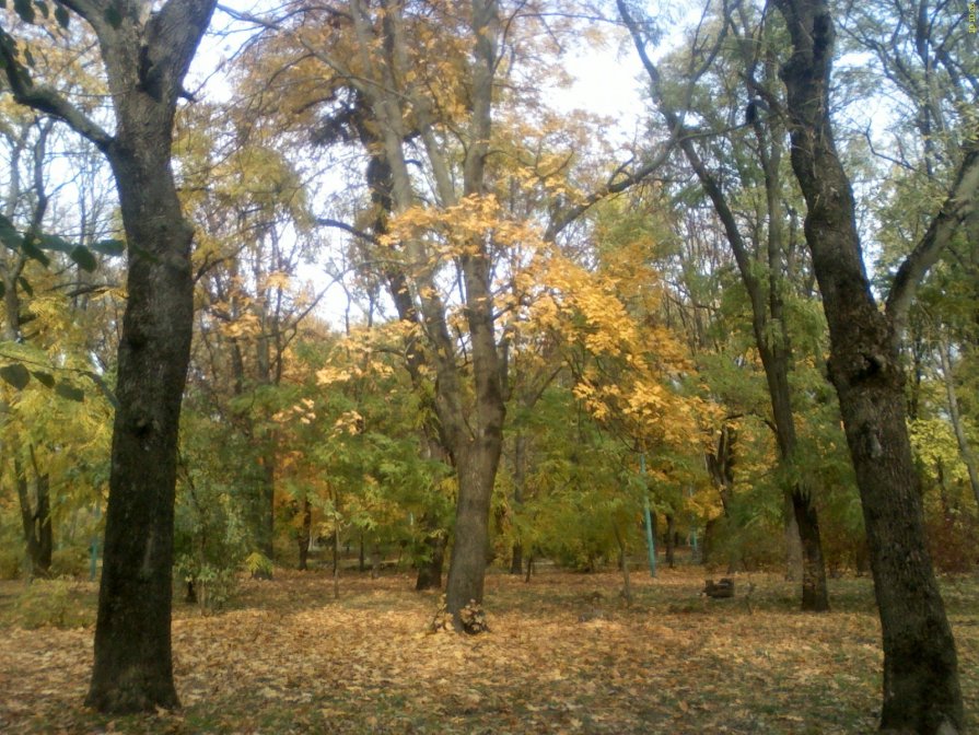 Осень в Таганрогском парке 2010 - №4 - Валерий Чернобровый
