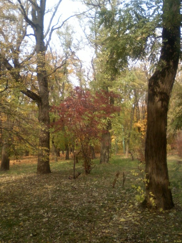 Осень в Таганрогском парке 2010 - №2 - Валерий Чернобровый