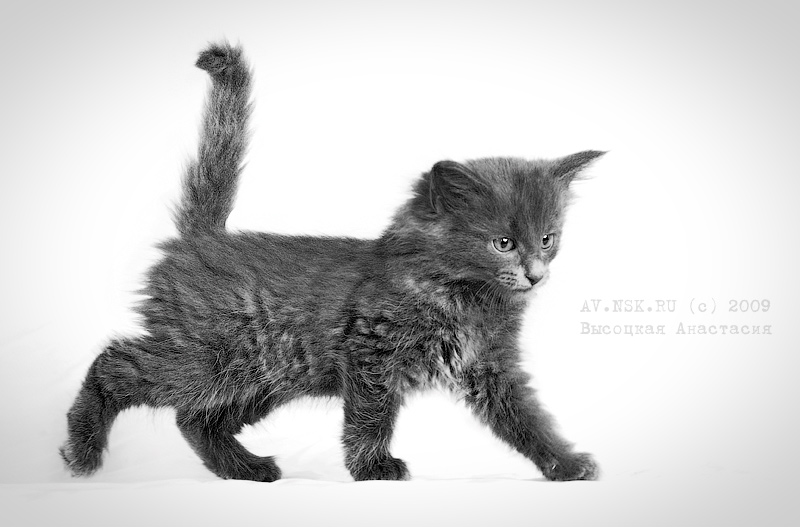 Котенок Норвежской лесной кошки - Анастасия Высоцкая