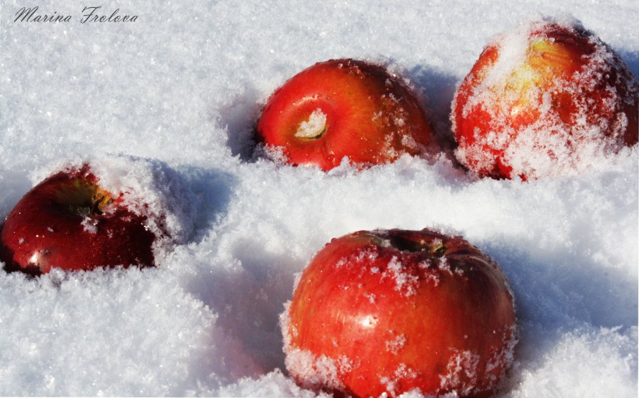 яблоки на снегу - Марина Фролова