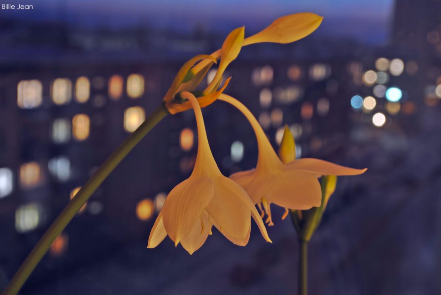 Вечерние цветы - Billie Fox