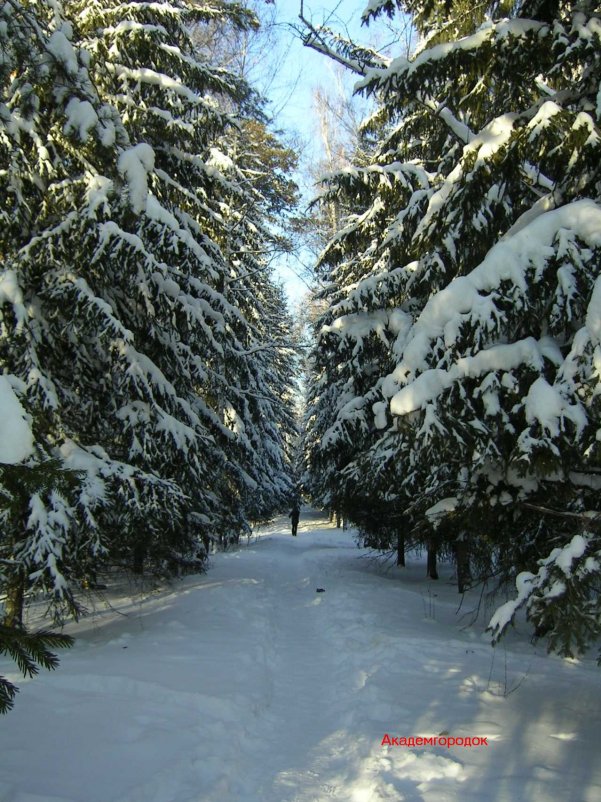 Аллея елей - Сергей Николаев