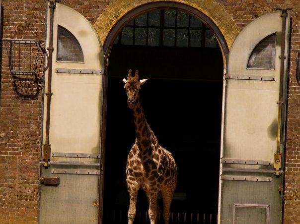 London zoo - Никита Литвинов