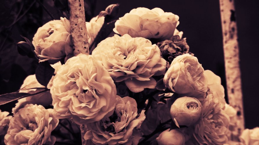 белые розы - Инна Зелинская