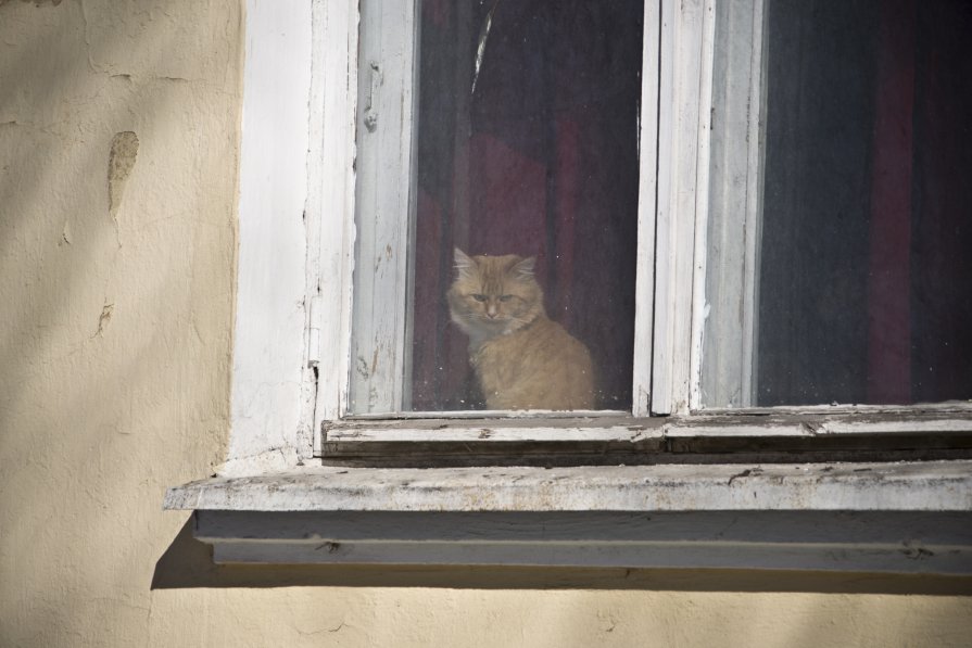 Кошка в окошке. - Яна Белошицкая