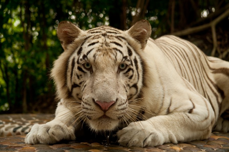 Взгляд тигра - Семён Семеняков