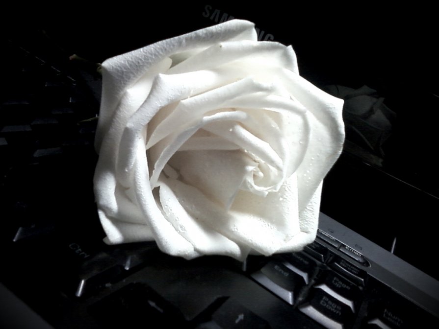 White Rose - Кристина Кеннетт