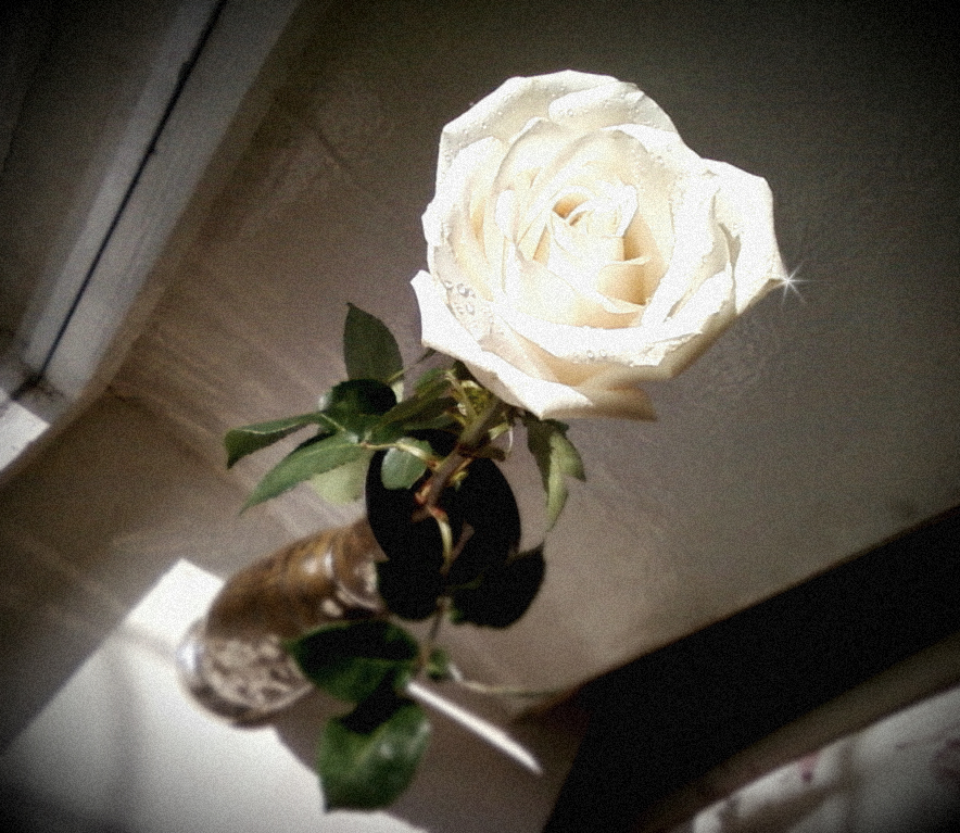 Белая роза - Кристина Кеннетт