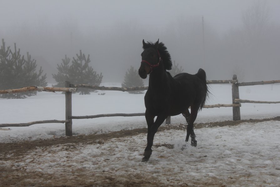 Лошадь в тумане - Наталья Шилова