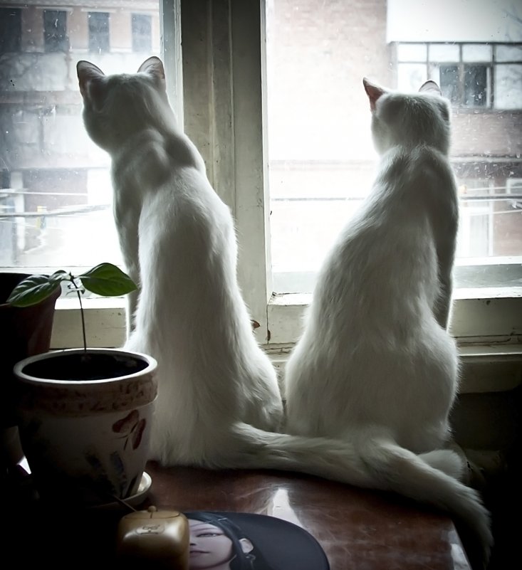 белые кошки у окошка - Виктория Велес
