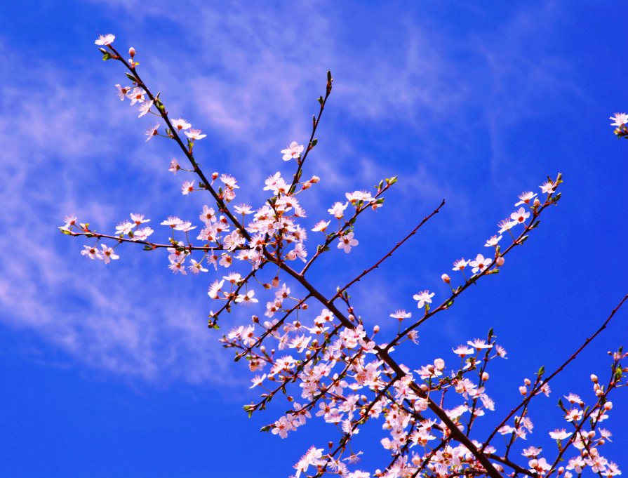 Цветет вишня - Люси Союнен