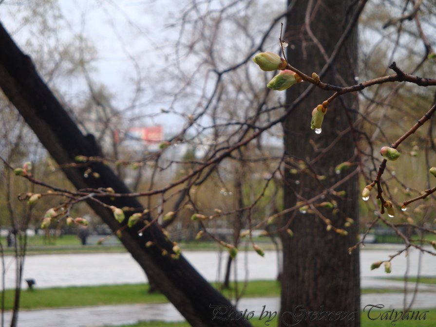 spring - Tatyana Grebneva