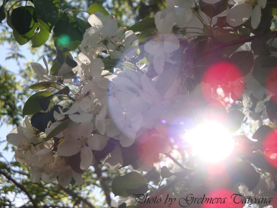 spring - Tatyana Grebneva