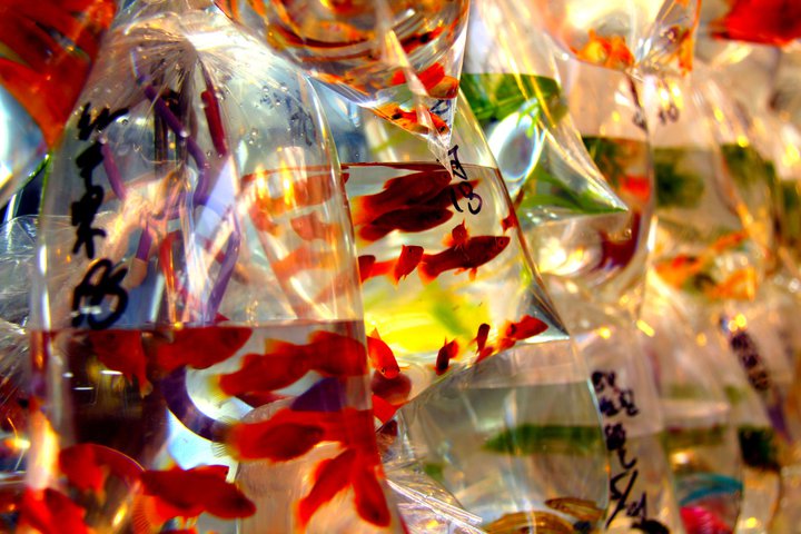 Fish market. Hong Kong. - Eva Langue