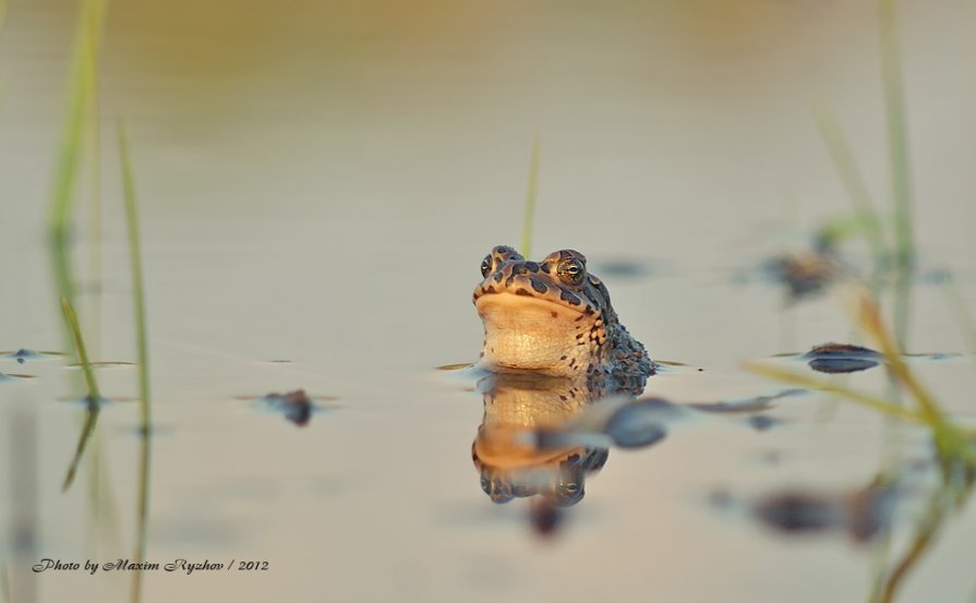 Зеленая жаба - Максим Рыжов