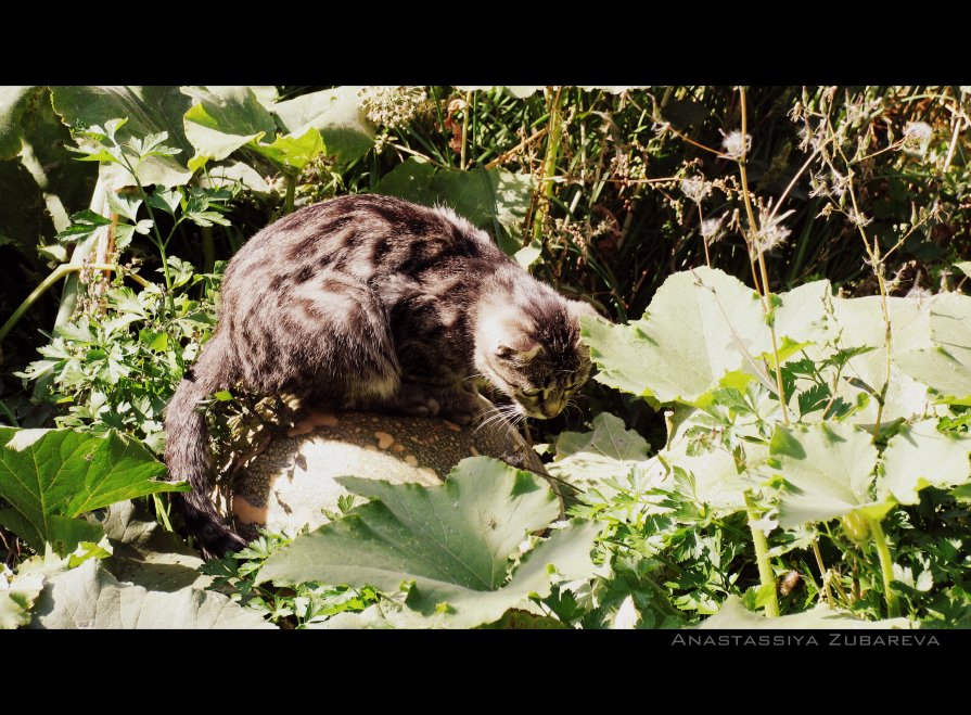 Котик на тыкве - Анастасия Зубарева