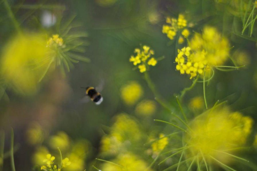 Пчелиное царство - Андрей Агафонов
