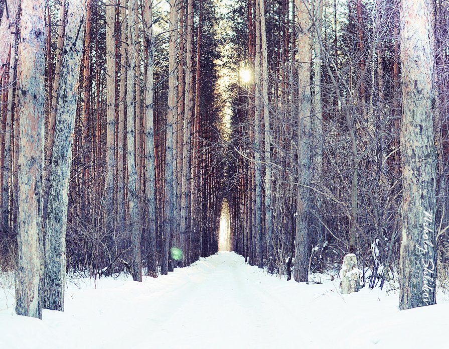 Тропа в лес - Николай Шлыков